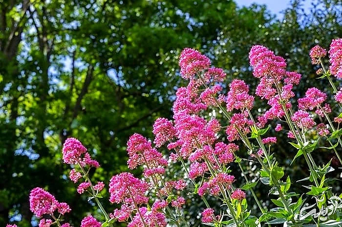 نحوه استفاده سنبل الطیب خواص سنبل الطیب